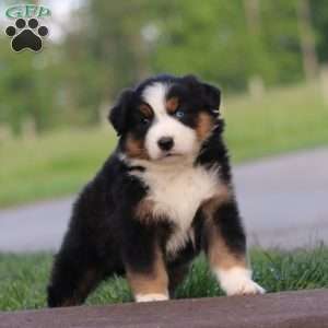 Tonya, Australian Shepherd Puppy