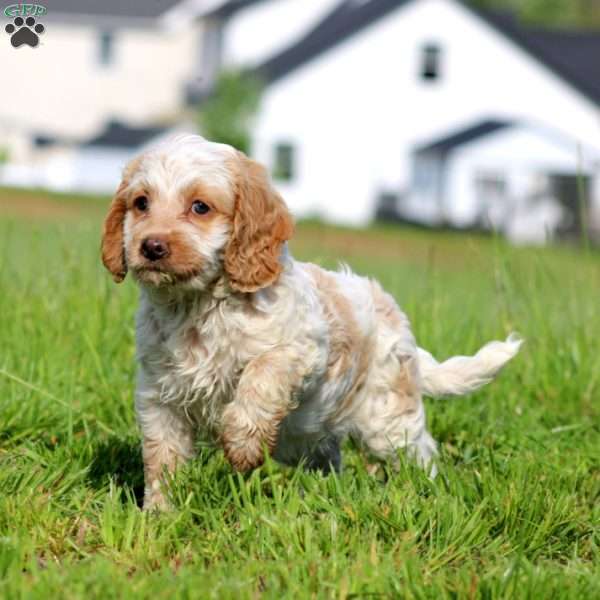 Tootsie, Cockapoo Puppy