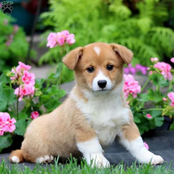 Tootsie, Welsh Corgi Mix Puppy