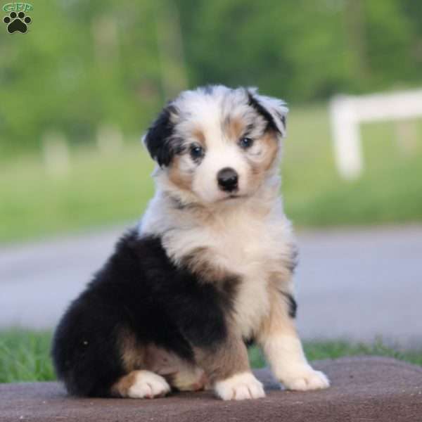 Tootsie, Australian Shepherd Puppy