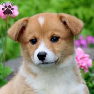 Tootsie, Welsh Corgi Mix Puppy