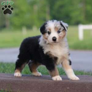 Tootsie, Australian Shepherd Puppy