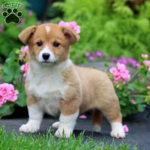 Tootsie, Welsh Corgi Mix Puppy