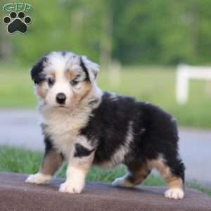 Tootsie, Australian Shepherd Puppy