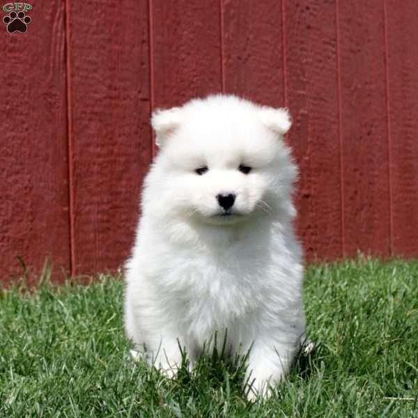 Tori, Samoyed Puppy