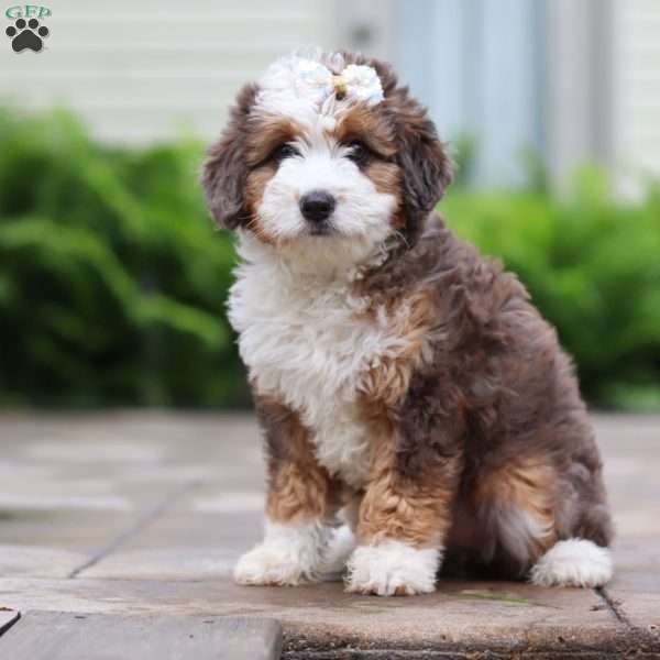 Totsi, Mini Aussiedoodle Puppy