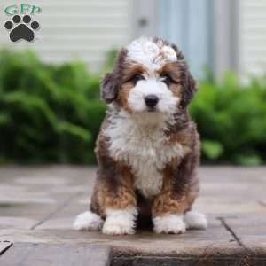 Totsi, Mini Aussiedoodle Puppy
