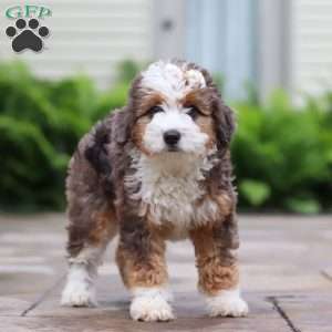 Totsi, Mini Aussiedoodle Puppy