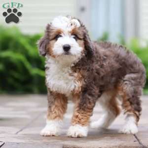 Totsi, Mini Aussiedoodle Puppy