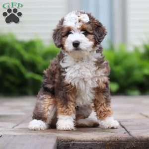 Totsi, Mini Aussiedoodle Puppy