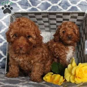 Sunshine, Toy Poodle Puppy