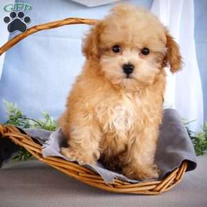 Mickey, Toy Poodle Puppy