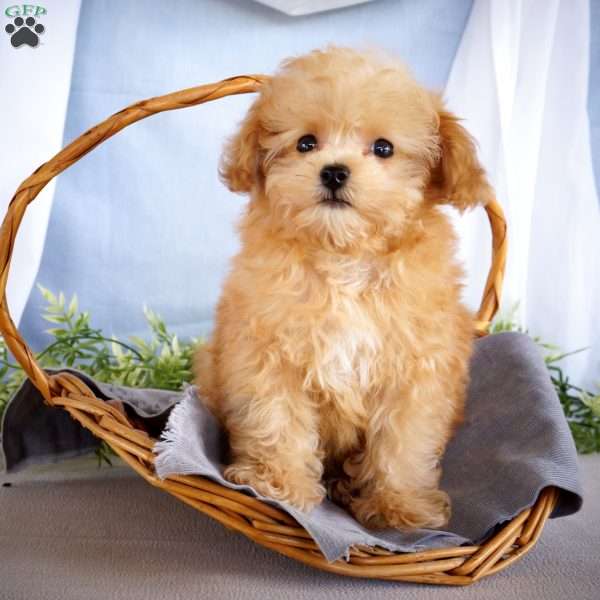 Mickey, Toy Poodle Puppy