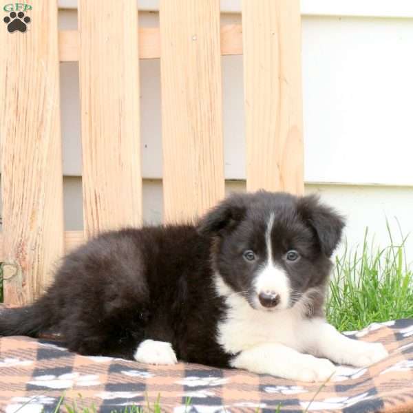 Tracy, Border Collie Puppy