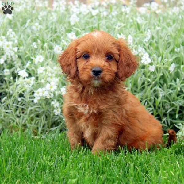 Travis, Cavapoo Puppy