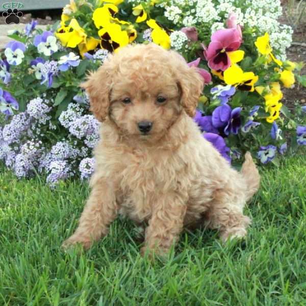Trent, Toy Poodle Puppy