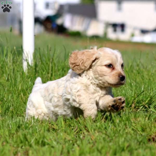 Trent, Cockapoo Puppy