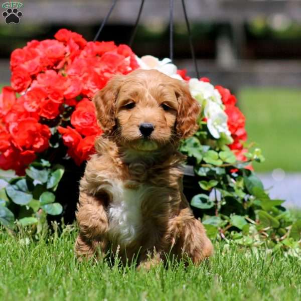 Trent, Goldendoodle Puppy