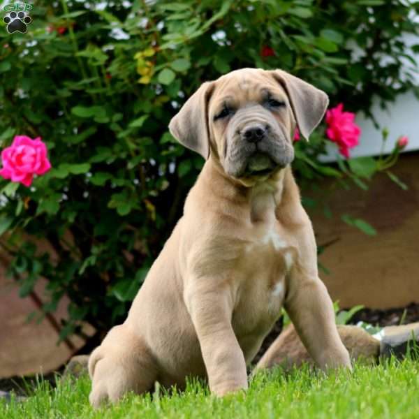 Trent, Cane Corso Puppy
