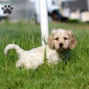 Trent, Cockapoo Puppy