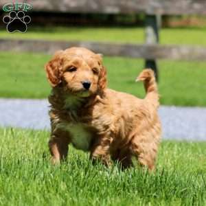 Trent, Goldendoodle Puppy