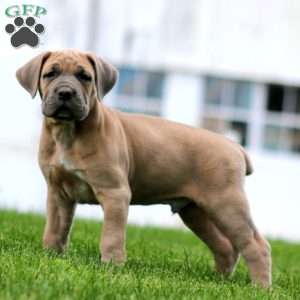 Trent, Cane Corso Puppy