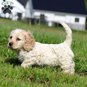 Trent, Cockapoo Puppy