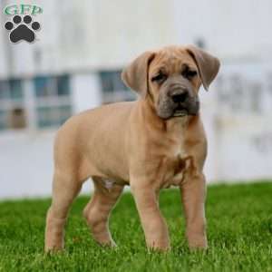 Trent, Cane Corso Puppy