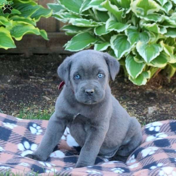 Trevor, Cane Corso Puppy