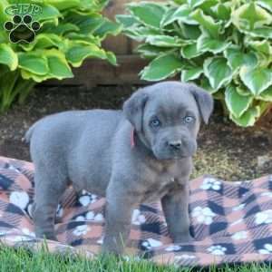Trevor, Cane Corso Puppy