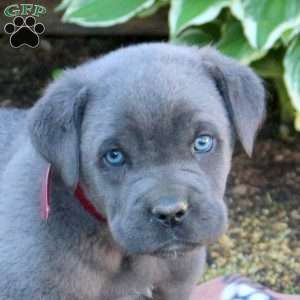 Trevor, Cane Corso Puppy