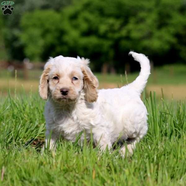 Trevor, Cockapoo Puppy