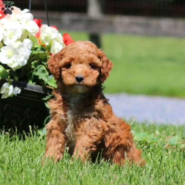 Trevor, Goldendoodle Puppy