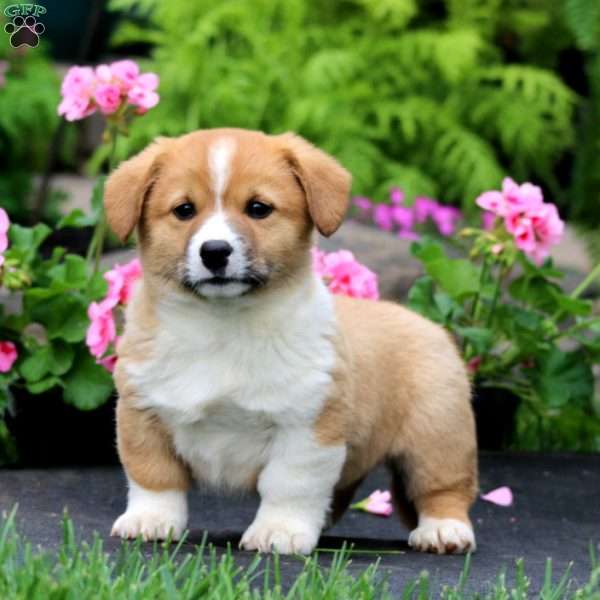Troy, Welsh Corgi Mix Puppy