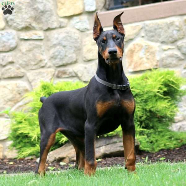 Trevor, Doberman Pinscher Puppy