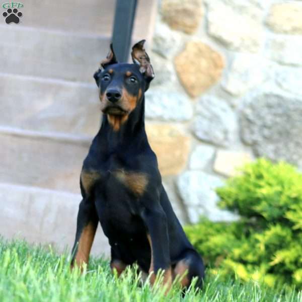 Trevor, Doberman Pinscher Puppy