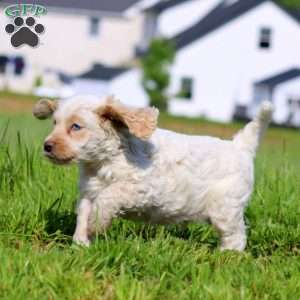 Trevor, Cockapoo Puppy