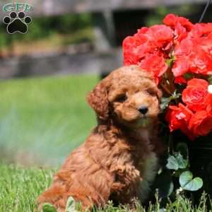 Trevor, Goldendoodle Puppy