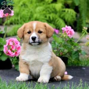 Troy, Welsh Corgi Mix Puppy