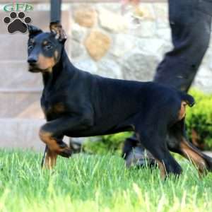 Trevor, Doberman Pinscher Puppy
