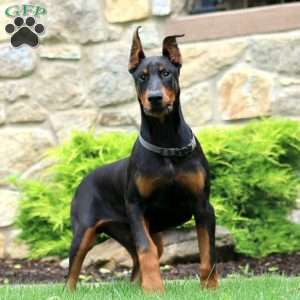 Trevor, Doberman Pinscher Puppy