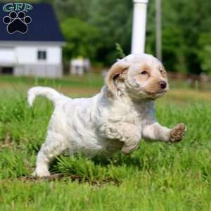 Trevor, Cockapoo Puppy