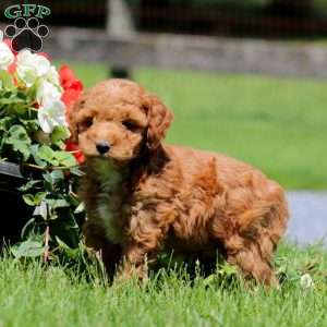 Trevor, Goldendoodle Puppy