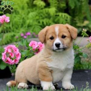 Troy, Welsh Corgi Mix Puppy
