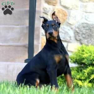 Trevor, Doberman Pinscher Puppy