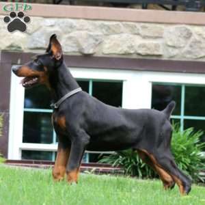 Trevor, Doberman Pinscher Puppy