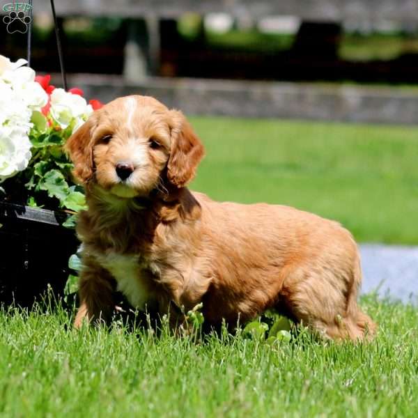 Tricks, Goldendoodle Puppy
