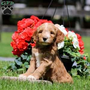 Tricks, Goldendoodle Puppy