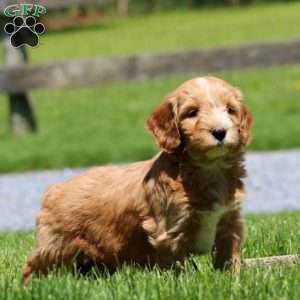 Tricks, Goldendoodle Puppy