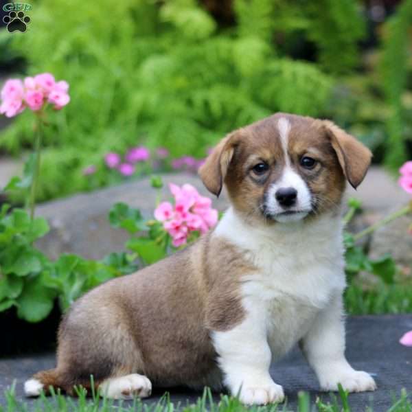 Trish, Welsh Corgi Mix Puppy